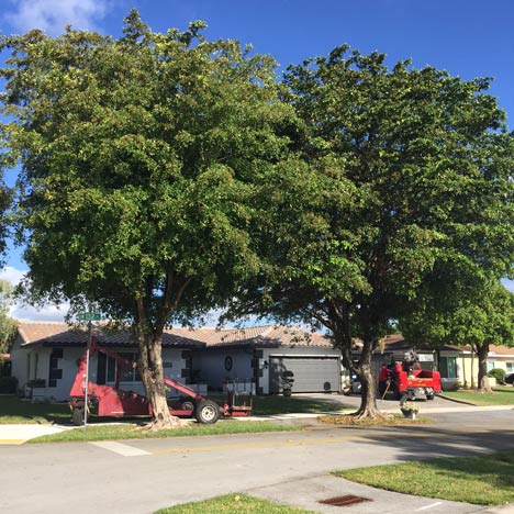 Kendall Town trees before