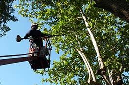 Tree trimming image in palmetto bay