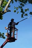 Tree trimming service