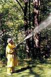 Tree service -Tree and Shrub spraying