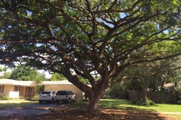 
 Pinecrest tree trimming