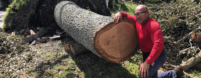 J.A. Roman by large cut tree